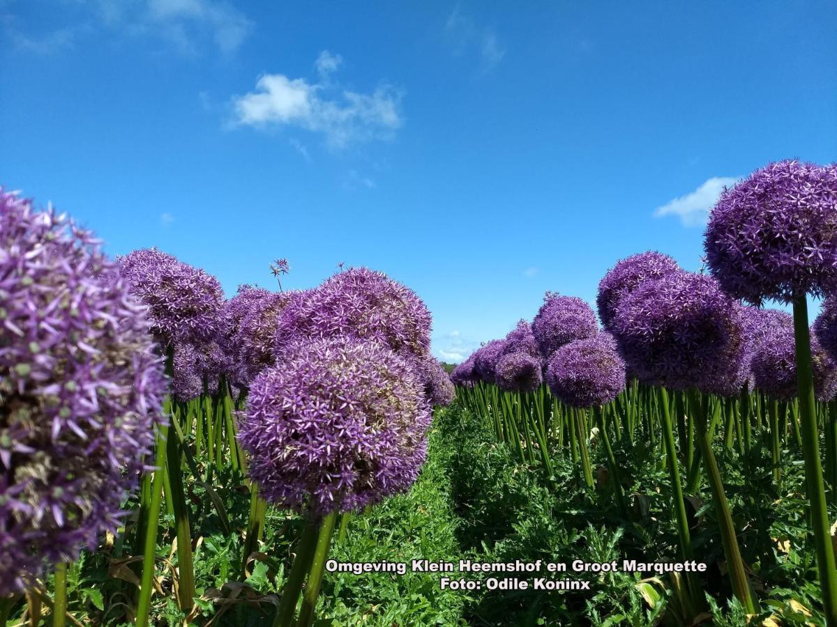 Klein Heemshof - Noord Holland Aan Uw Voeten 와멘후젠 외부 사진